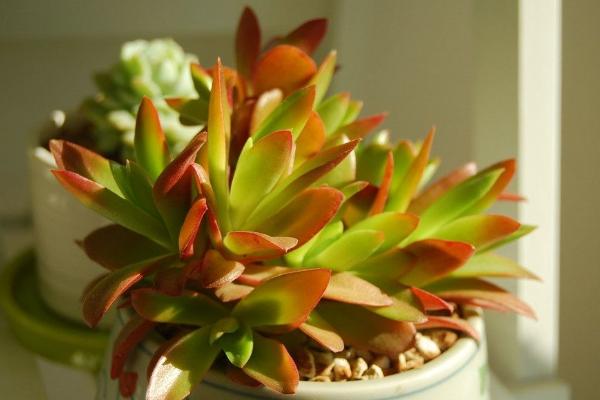 火祭多肉夏天怎么养（能晒吗） 火祭多肉叶片不红的原因及解决方法