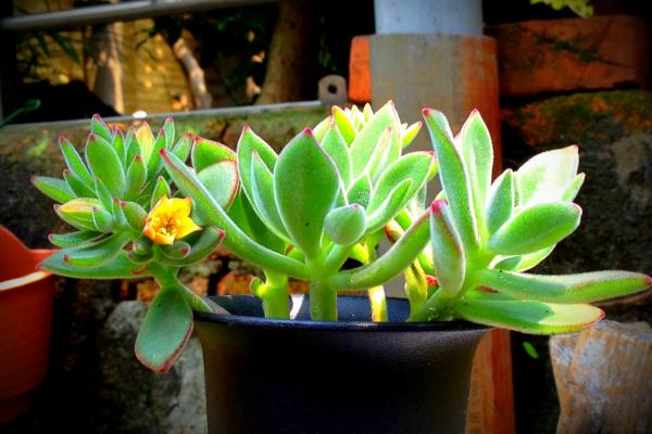 锦晃星掉叶子怎么办 锦晃星叶子凸卷变软下垂的原因及解决办法