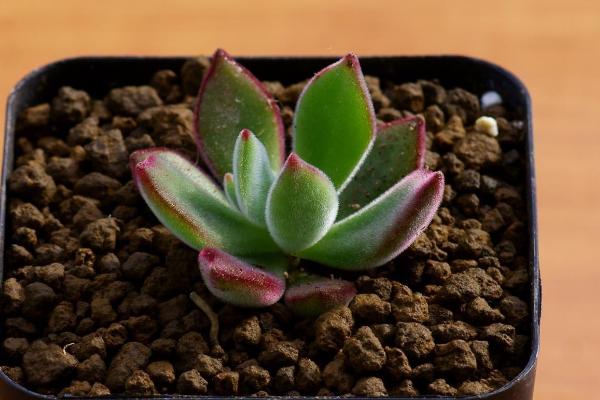 锦晃星多肉的养殖方法与注意事项 锦晃星的病虫害及其防治