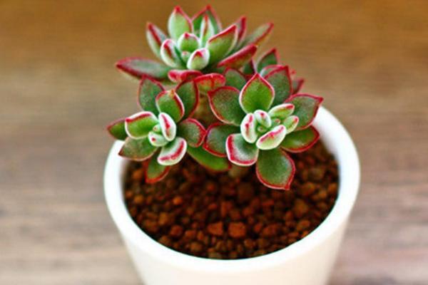 锦晃星多肉的养殖方法与注意事项 锦晃星的病虫害及其防治