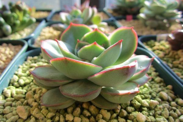 月光女神多肉怎么养(好养吗) 月光女神养殖方法与注意事项