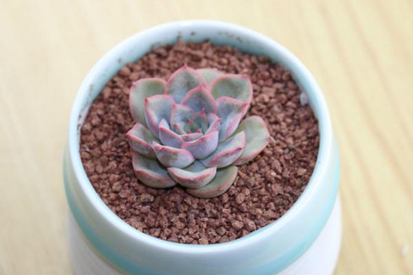 月光女神多肉怎么养(好养吗) 月光女神养殖方法与注意事项