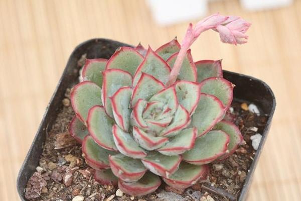 月光女神多肉怎么养(好养吗) 月光女神养殖方法与注意事项