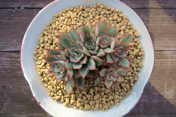 月光女神多肉怎么养(好养吗) 月光女神养殖方法与注意事项