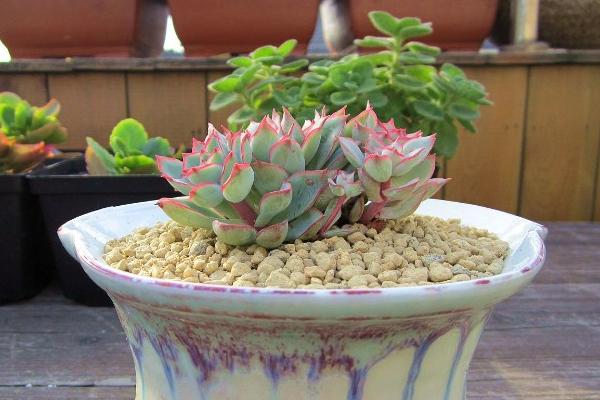 月光女神多肉怎么养(好养吗) 月光女神养殖方法与注意事项