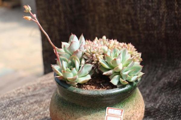 月光女神多肉怎么养(好养吗) 月光女神养殖方法与注意事项