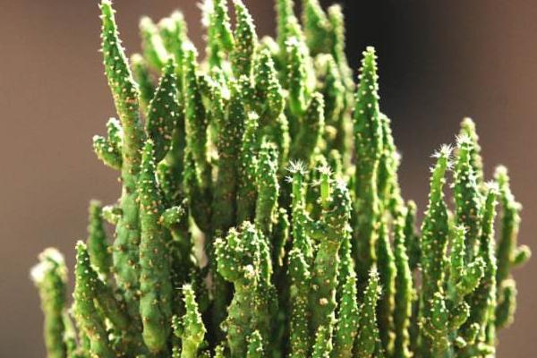 姬珊瑚繁殖方法 姬珊瑚的繁殖注意事项