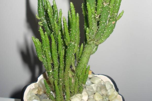 姬珊瑚繁殖方法 姬珊瑚的繁殖注意事项