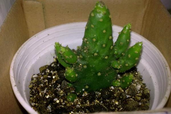 姬珊瑚繁殖方法 姬珊瑚的繁殖注意事项