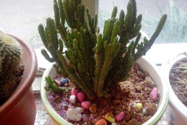 姬珊瑚繁殖方法 姬珊瑚的繁殖注意事项