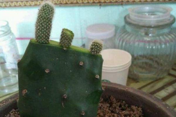 鼠尾掌怎么繁殖(嫁接方法) 鼠尾掌怎么养