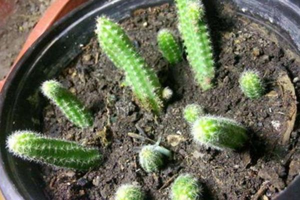 鼠尾掌怎么繁殖(嫁接方法) 鼠尾掌怎么养