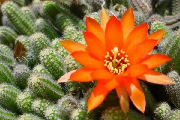 鼠尾掌怎么繁殖(嫁接方法) 鼠尾掌怎么养