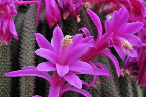 鼠尾掌怎么繁殖(嫁接方法) 鼠尾掌怎么养