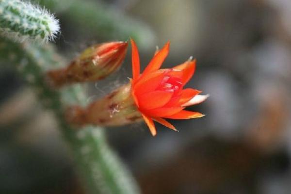 鼠尾掌怎么繁殖(嫁接方法) 鼠尾掌怎么养