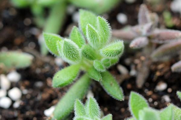 绒针多肉会开花吗 绒针多肉的繁殖方法