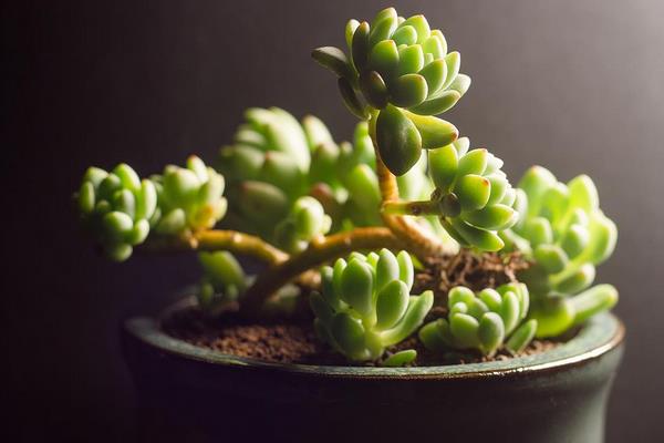 凝脂莲多肉图片大全(含老桩) 凝脂莲特点与简介