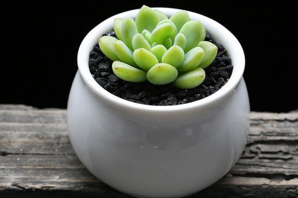 凝脂莲多肉图片大全(含老桩) 凝脂莲特点与简介