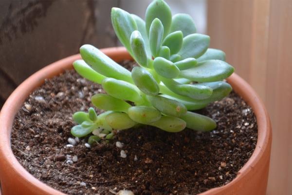 凝脂莲多肉图片大全(含老桩) 凝脂莲特点与简介