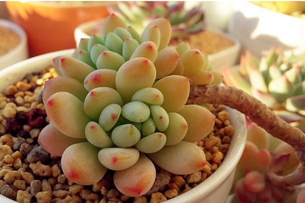 凝脂莲多肉图片大全(含老桩) 凝脂莲特点与简介