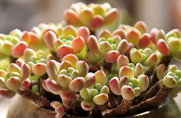 凝脂莲多肉图片大全(含老桩) 凝脂莲特点与简介