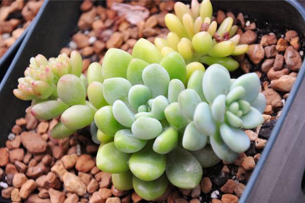 凝脂莲多肉图片大全(含老桩) 凝脂莲特点与简介