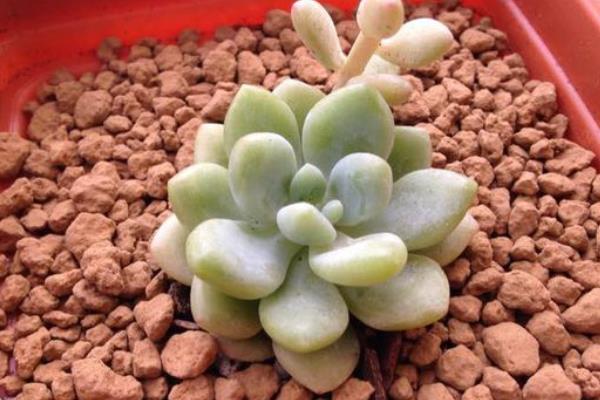 凝脂莲多肉图片大全(含老桩) 凝脂莲特点与简介