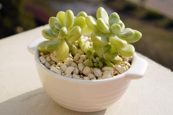 凝脂莲多肉图片大全(含老桩) 凝脂莲特点与简介