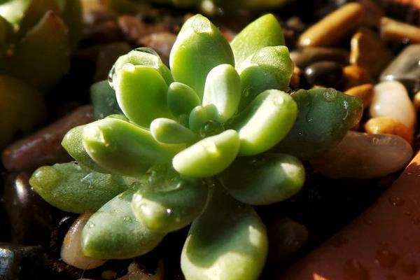 凝脂莲多肉图片大全(含老桩) 凝脂莲特点与简介