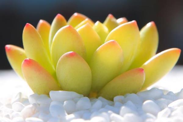 凝脂莲多肉图片大全(含老桩) 凝脂莲特点与简介