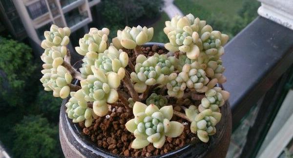 凝脂莲多肉图片大全(含老桩) 凝脂莲特点与简介