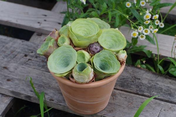 多肉山地玫瑰怎么养爆盆 山地玫瑰有哪些繁殖方法