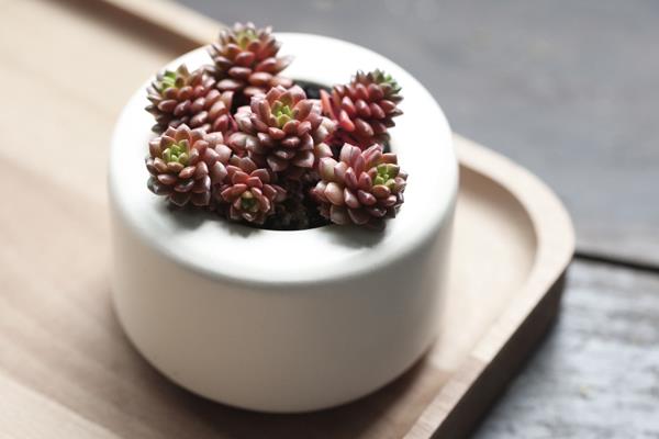 多肉植物小玉怎么养(爆盆方法) 小玉繁殖方式有哪几种