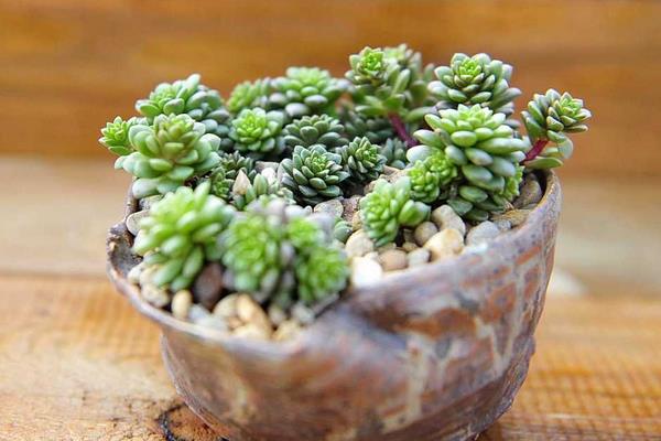 多肉植物小玉怎么养(爆盆方法) 小玉繁殖方式有哪几种