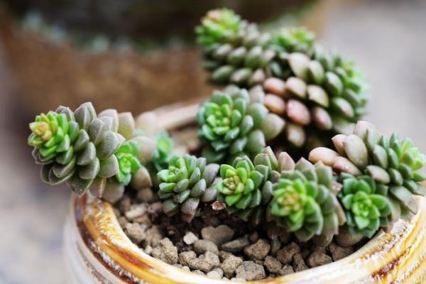 多肉植物小玉怎么养(爆盆方法) 小玉繁殖方式有哪几种