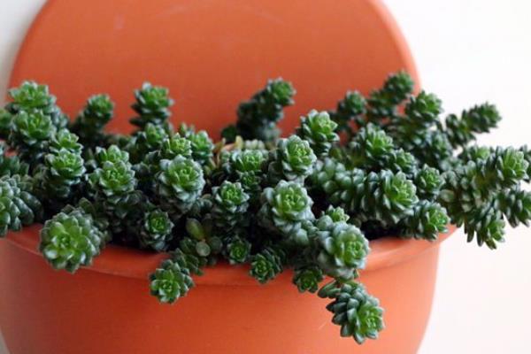 多肉植物小玉怎么养(爆盆方法) 小玉繁殖方式有哪几种