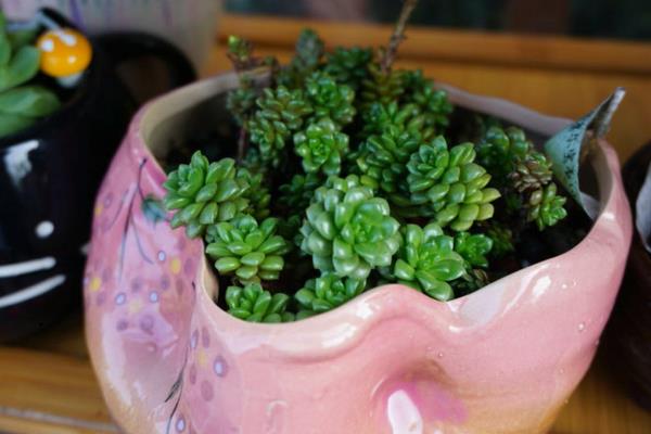 多肉植物小玉怎么养(爆盆方法) 小玉繁殖方式有哪几种