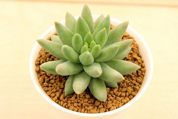 千佛手图片大全(爆盆) 多肉千佛手特点与简介(又叫什么)