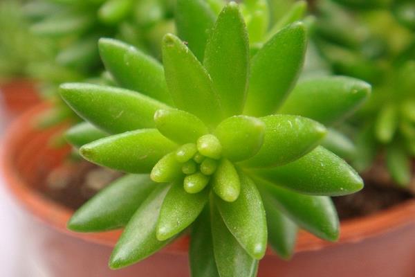 千佛手图片大全(爆盆) 多肉千佛手特点与简介(又叫什么)