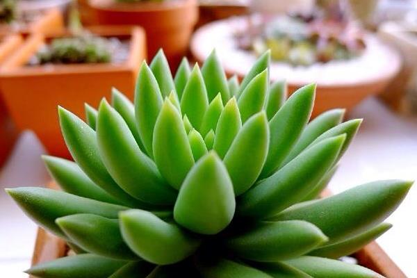 千佛手图片大全(爆盆) 多肉千佛手特点与简介(又叫什么)