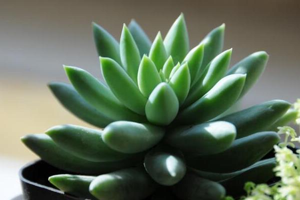 千佛手图片大全(爆盆) 多肉千佛手特点与简介(又叫什么)