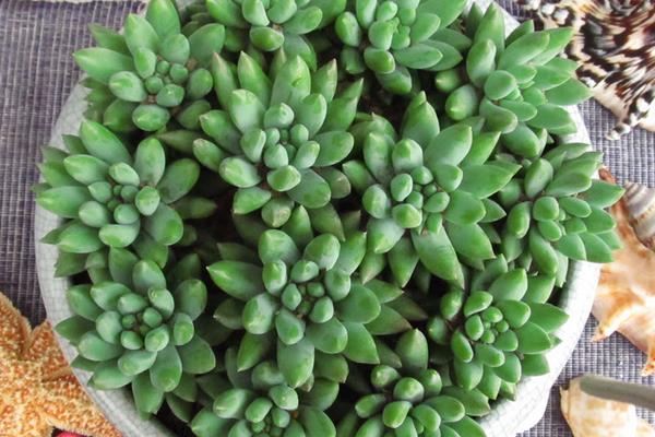 千佛手图片大全(爆盆) 多肉千佛手特点与简介(又叫什么)