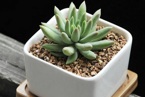 千佛手图片大全(爆盆) 多肉千佛手特点与简介(又叫什么)