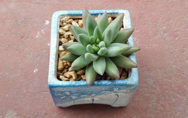 千佛手图片大全(爆盆) 多肉千佛手特点与简介(又叫什么)