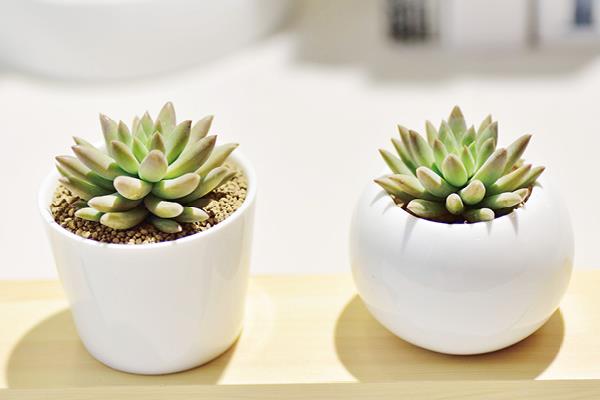 千佛手图片大全(爆盆) 多肉千佛手特点与简介(又叫什么)