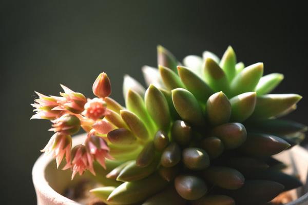 千佛手图片大全(爆盆) 多肉千佛手特点与简介(又叫什么)