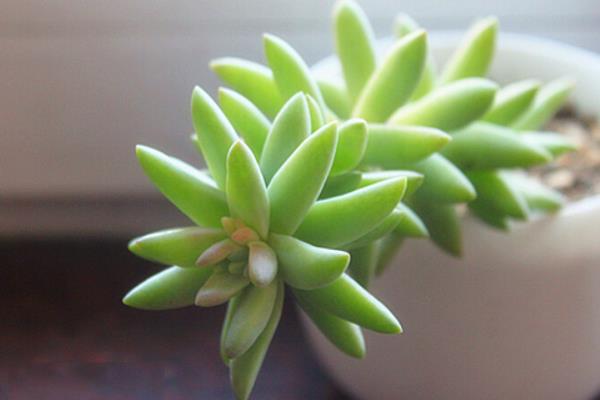 千佛手图片大全(爆盆) 多肉千佛手特点与简介(又叫什么)