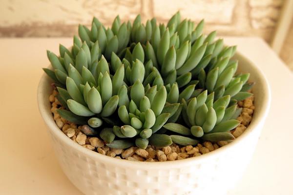 千佛手图片大全(爆盆) 多肉千佛手特点与简介(又叫什么)