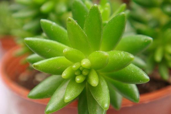 千佛手怎么养(浇水、施肥、繁殖) 多肉千佛手爆盆养殖方法-