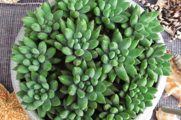 千佛手怎么养(浇水、施肥、繁殖) 多肉千佛手爆盆养殖方法-